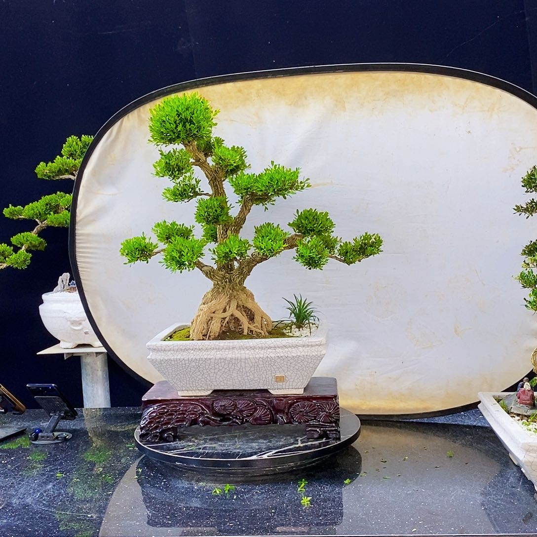 无花朵黄杨盆景造型