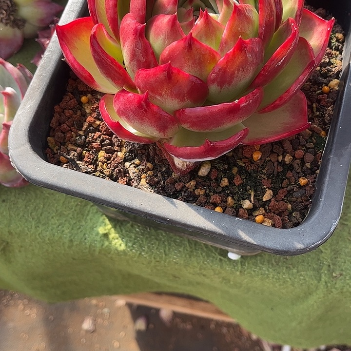惊鸿仙子多肉植物288