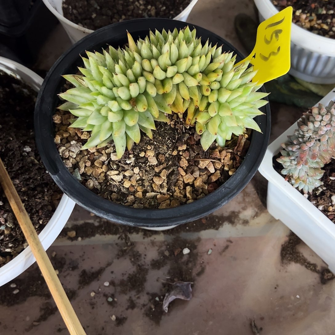 弄***！口红缀化锦多肉植物
