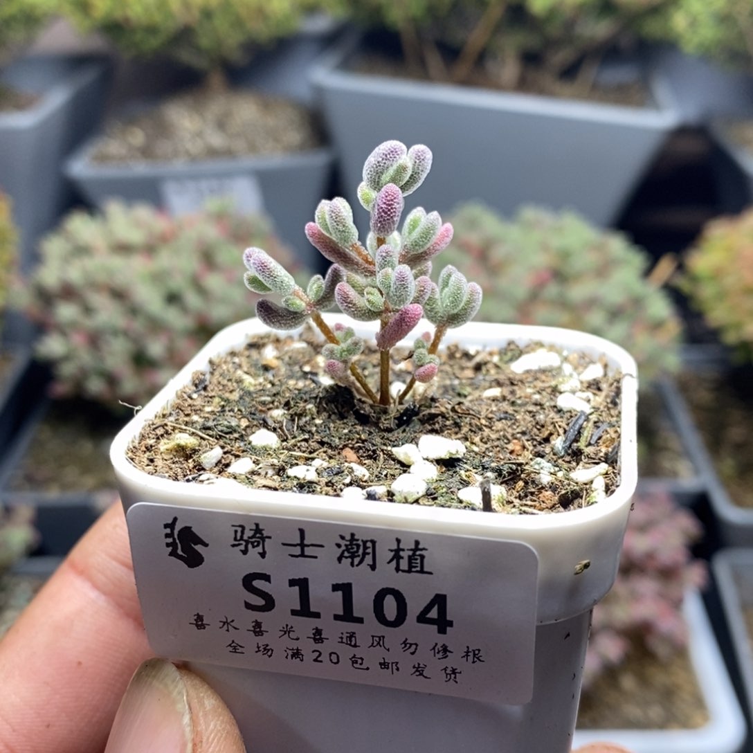 1104实生优选冰晶枝干