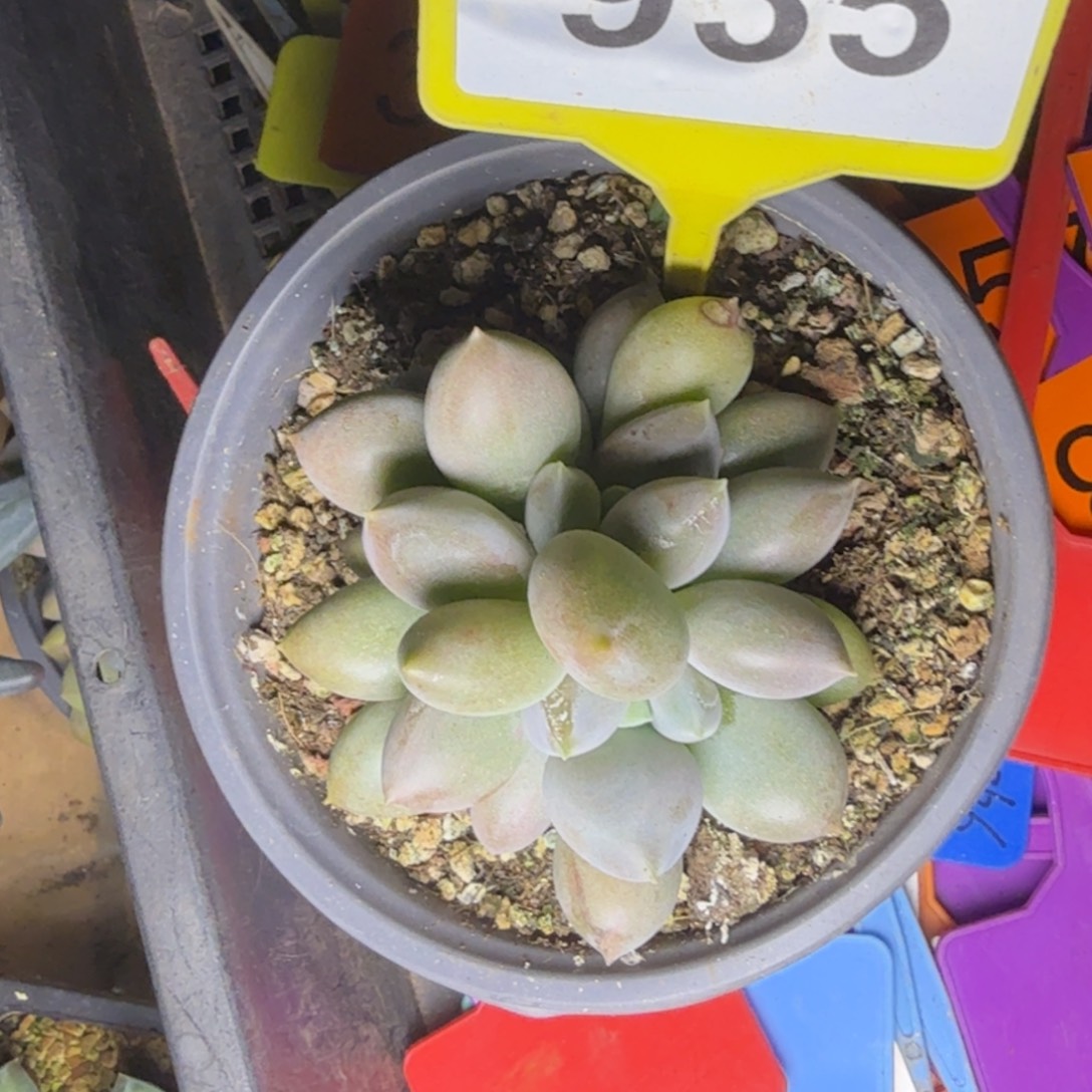 多肉植物胖体哥特936