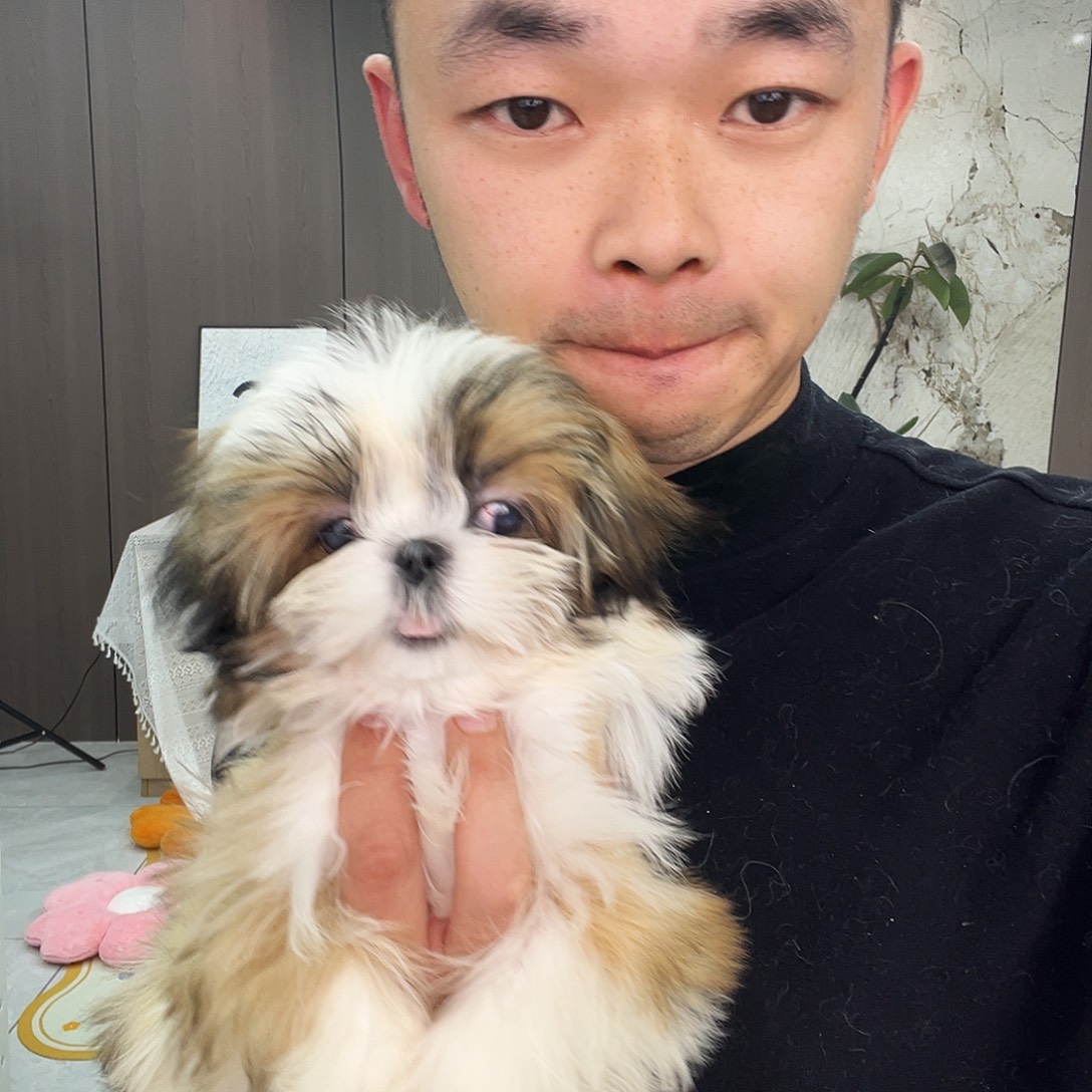 超小体西施弟弟11