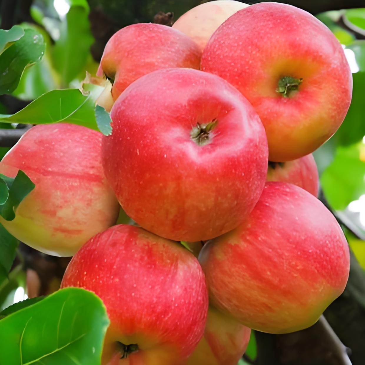 东北特产现摘小苹果新鲜脆甜多汁成熟美味可口农家采摘顺丰包邮