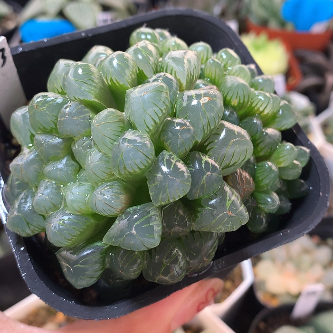 53号群生姬玉露满18包邮