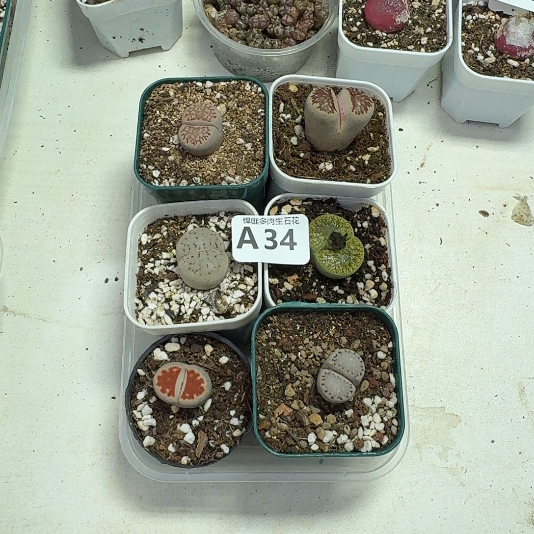 34多肉植物多肉植物