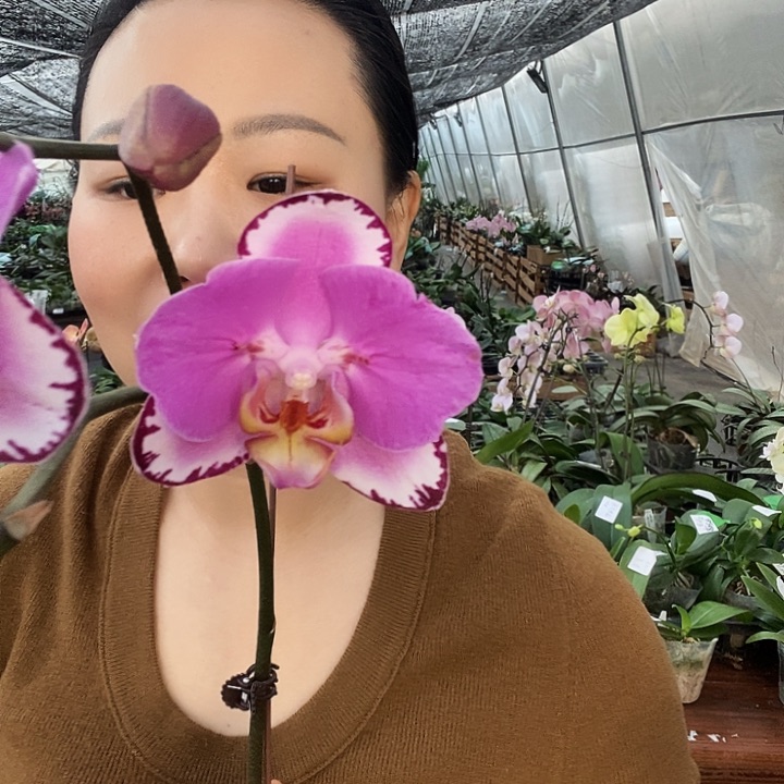 无花朵蝙蝠侠蝴蝶兰