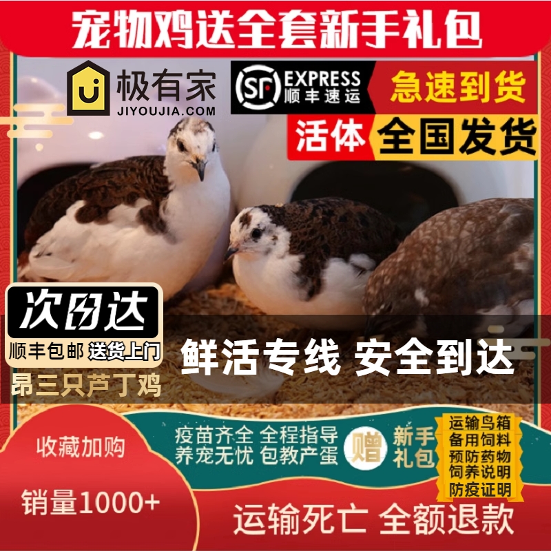 昂三只芦丁鸡活体顺丰上门宠物鸡全色产蛋鸡宠物鸡40-60天青年鸡