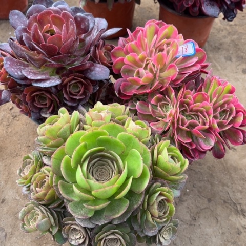 678多肉植物组合