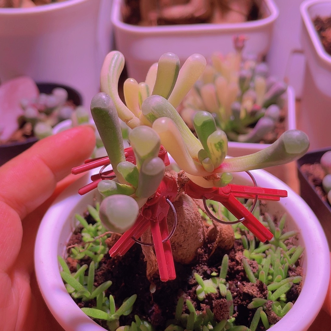 五十玲玉锦嫁接的