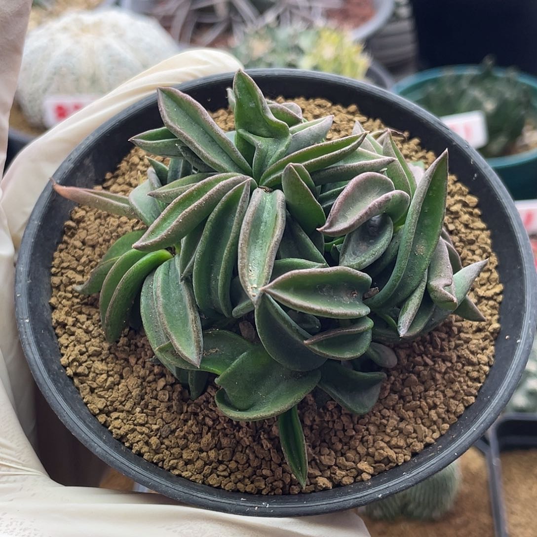 实生丸叶雀舌麒麟仙人球