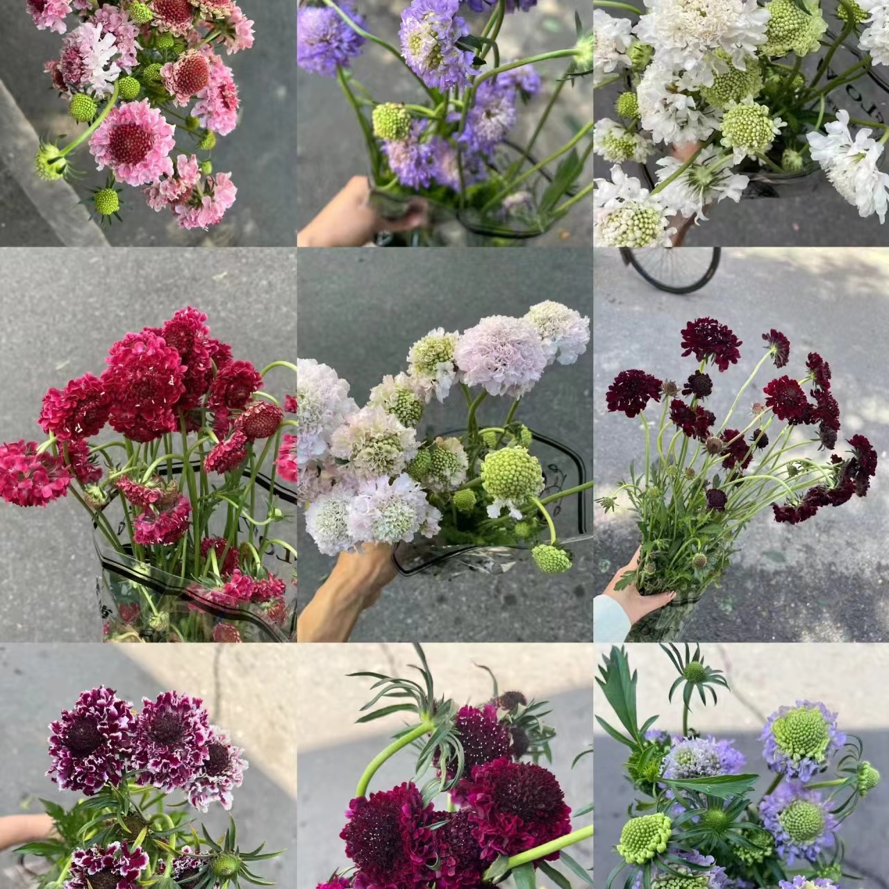 随机色松虫草圣代花【两单顺丰冷链或京东快递】云南家用鲜花
