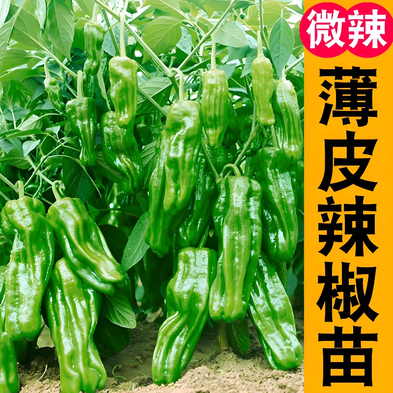 寿光薄皮辣椒皱皮辣椒蔬菜苗子四季蔬菜阳台盆栽庭院种植
