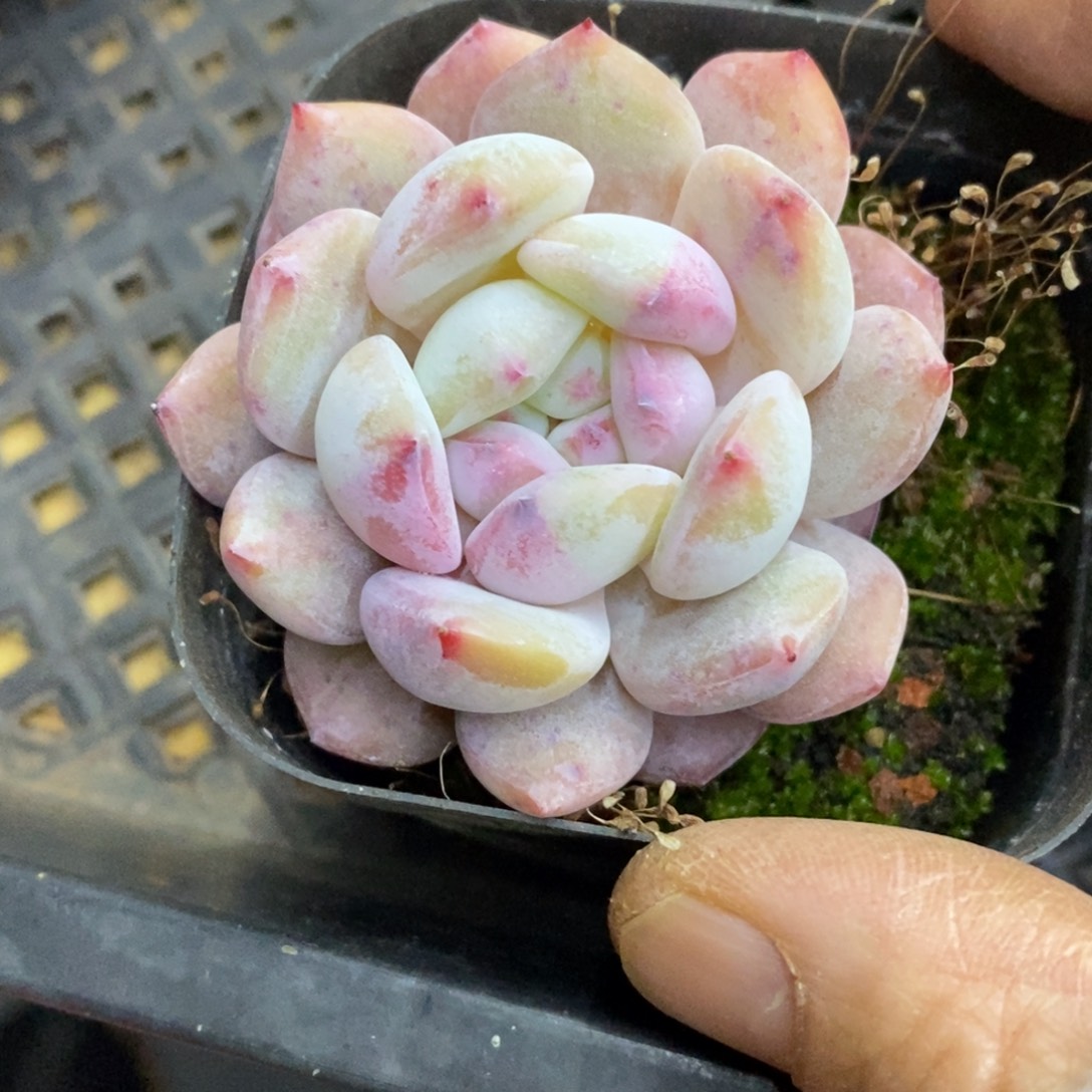 精品多肉一物一拍不包整240