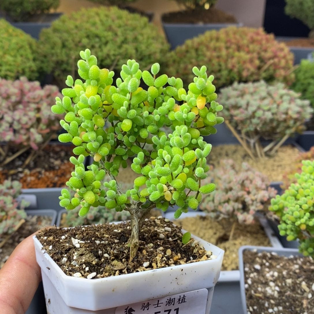 571金桔糖球枝干