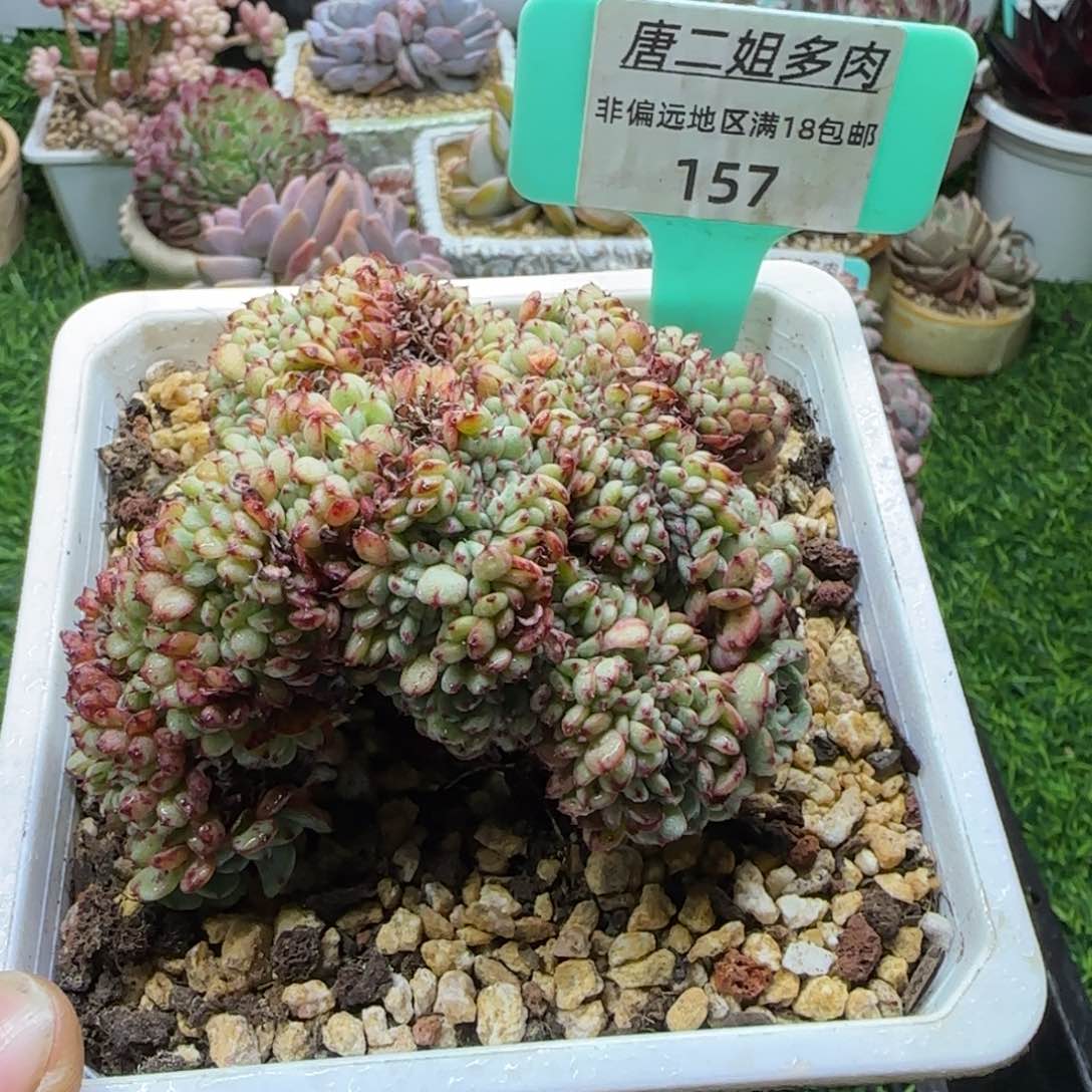 唐二姐多肉编号157