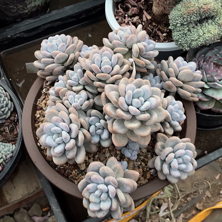 完全开放香水大群官服30