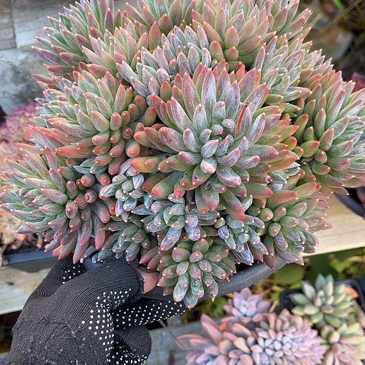 多肉植物一物一拍