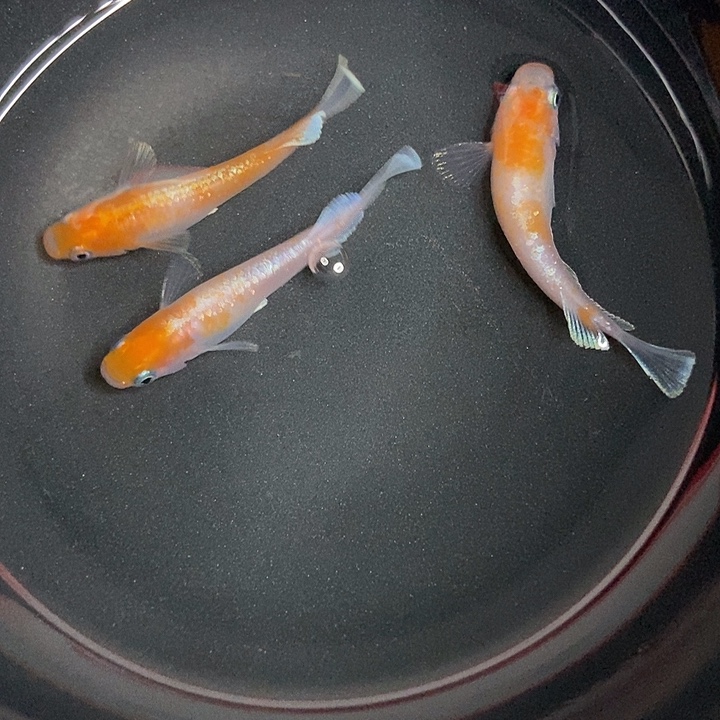 海水鱼墨子的鱼20号赤壁