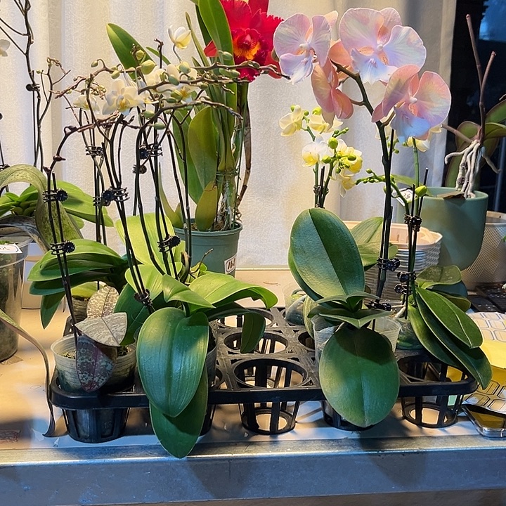 大部分花苞少量开放彩虹福利121无售后