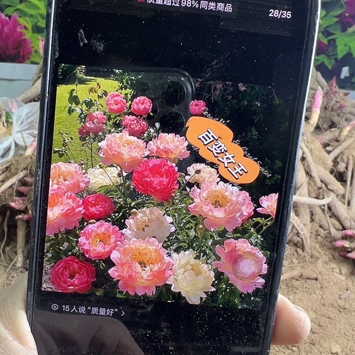 完全开放变色女王