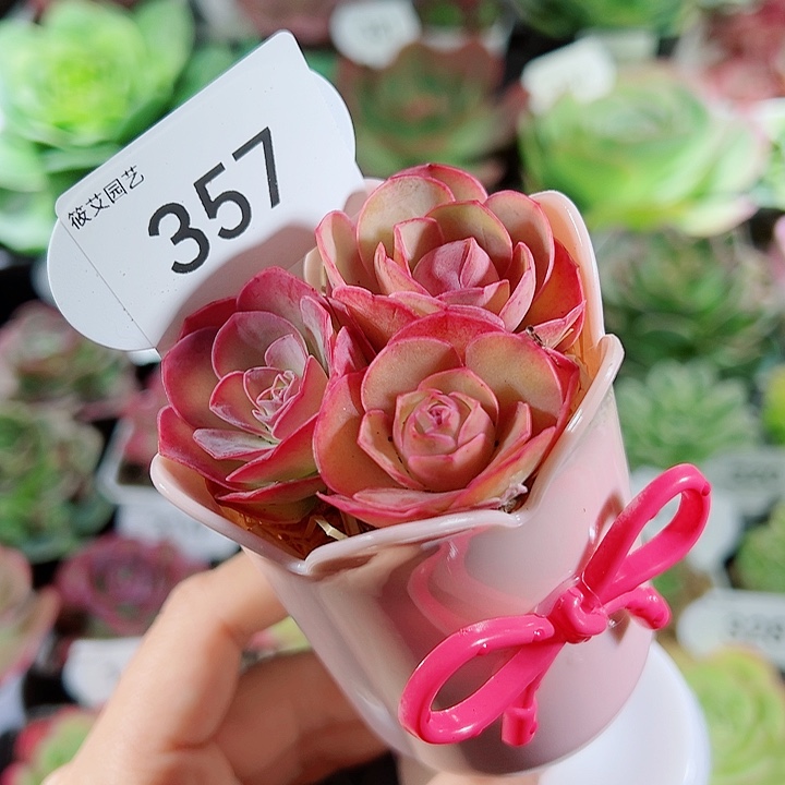 357璀璨三颗含容器。    