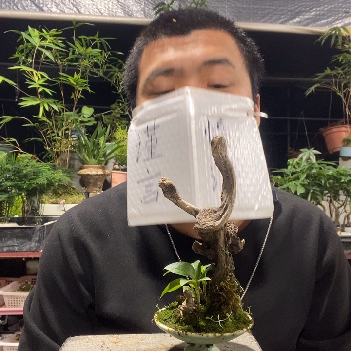 呵***哈以实际为准盆景绿植盆栽91