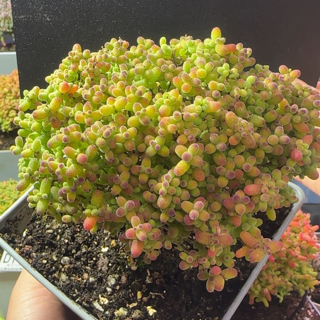 dy1294精控金桔直杆老桩伞型冠幅12.5cm