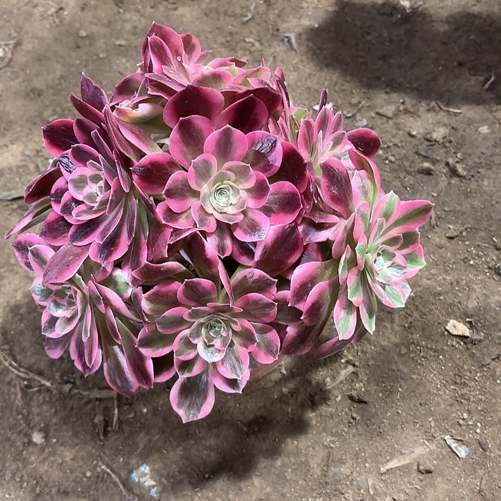 特***鸡多肉植物粉女巫9