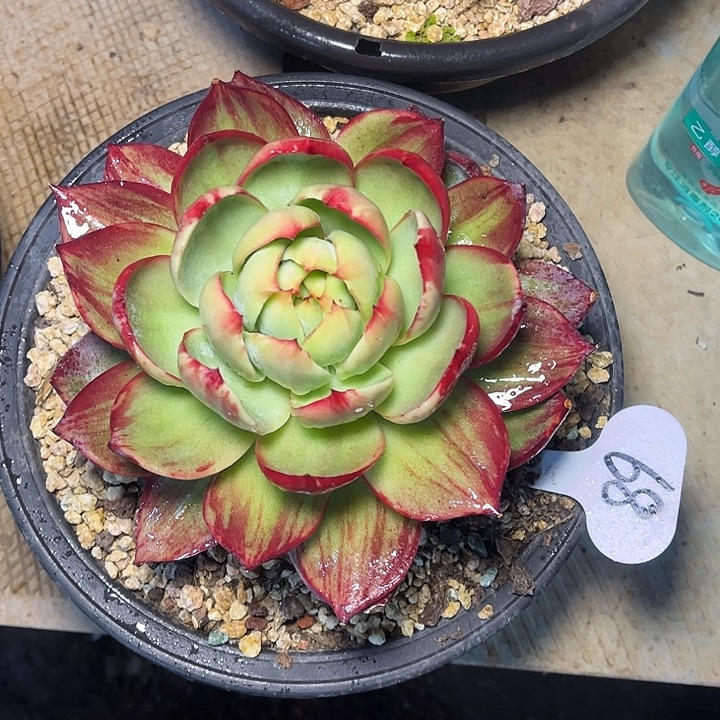 惊鸿仙子一物一拍