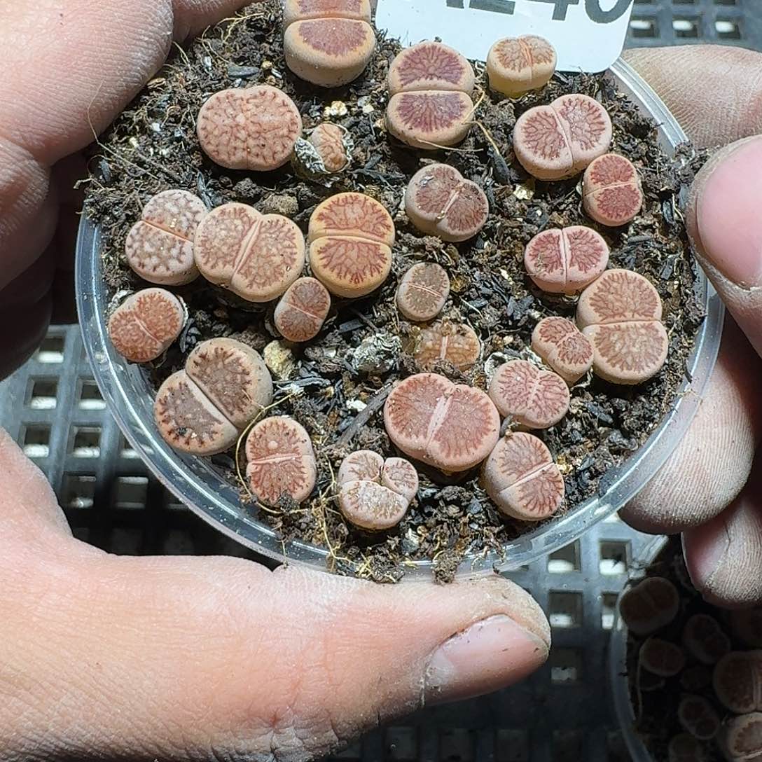 240 多肉植物多肉植物