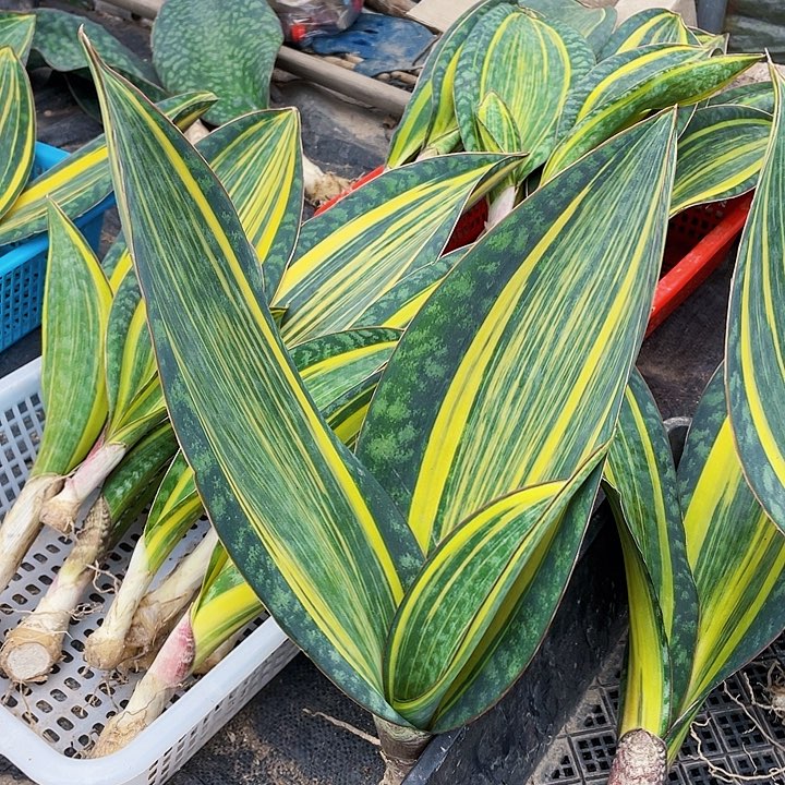 誓***头完全开放宝镜虎皮兰