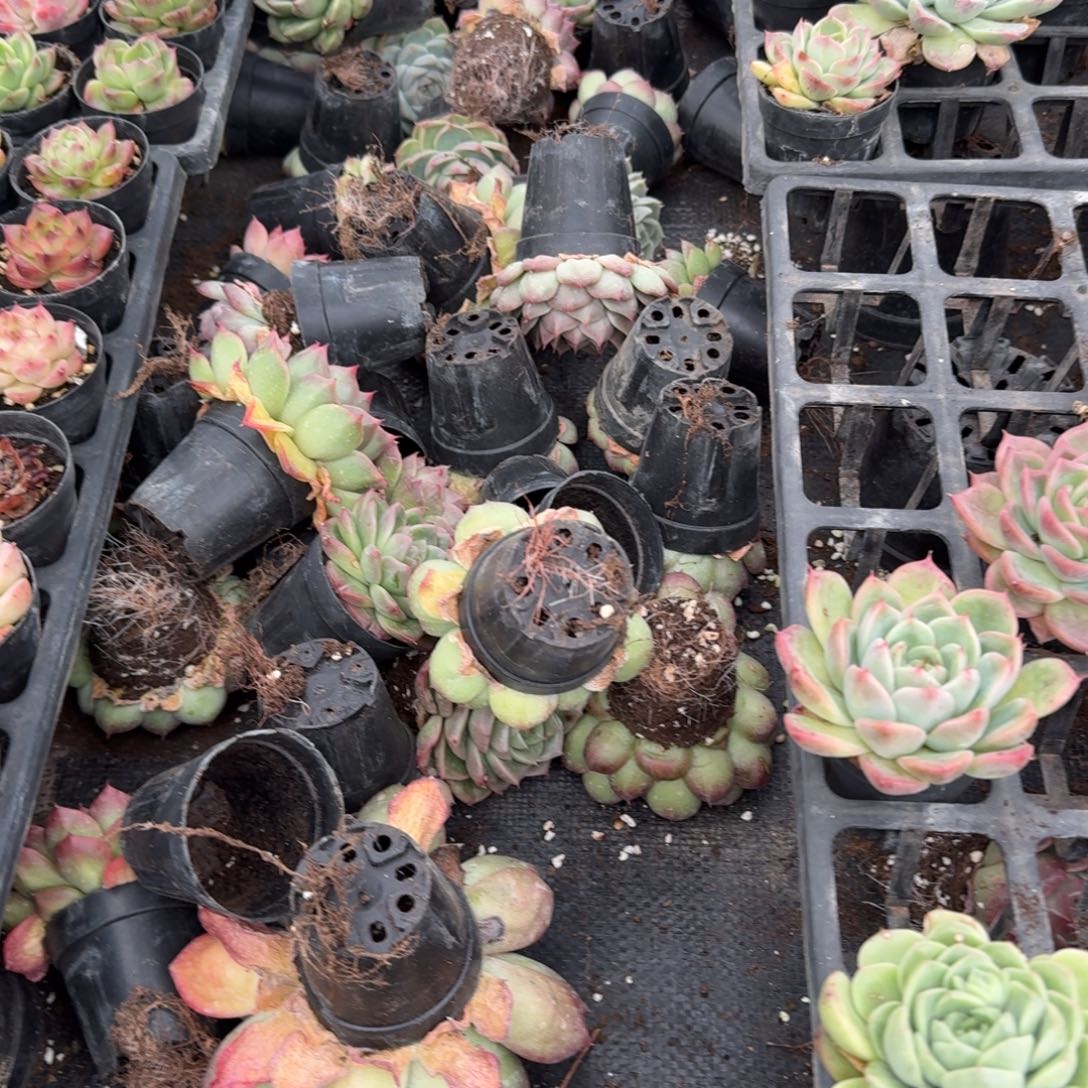 18-25大麦秆五颗量拍发货标箱对着