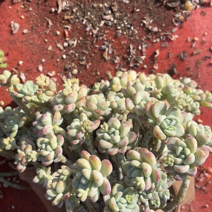 劳尔    9.9     3盆            