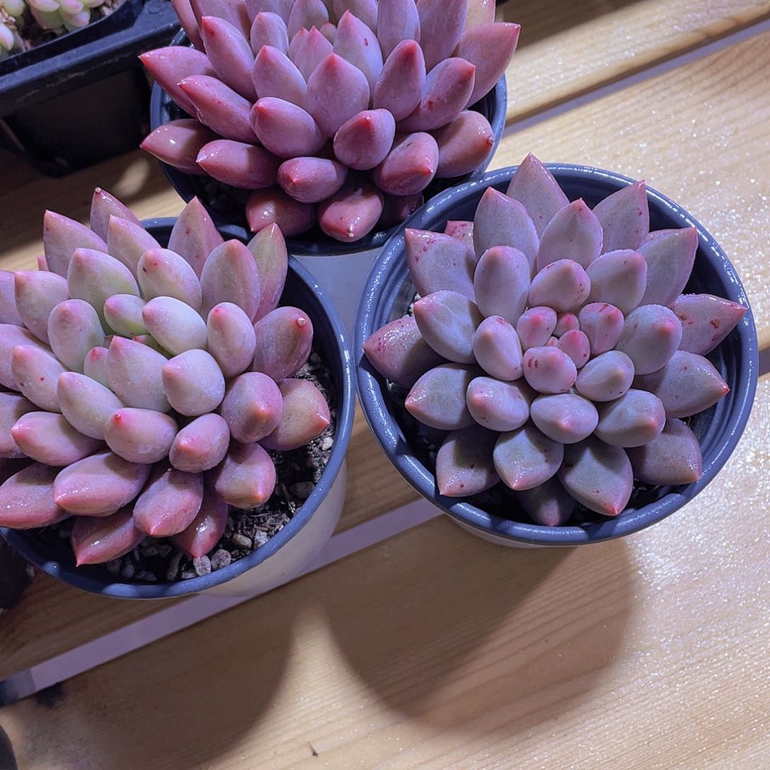 795号 黄金车厘子大单头一个