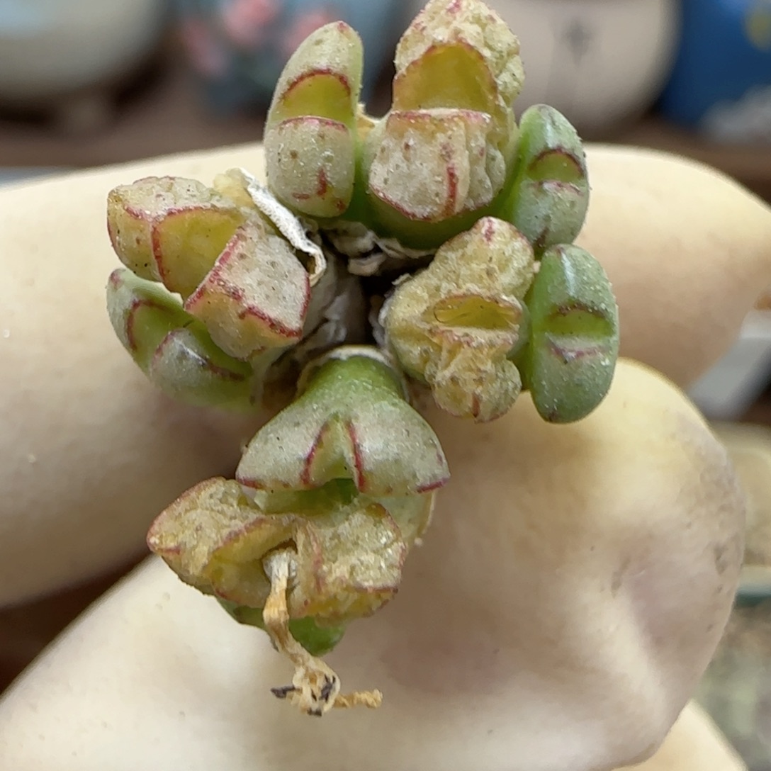 560海伦娜福利福利