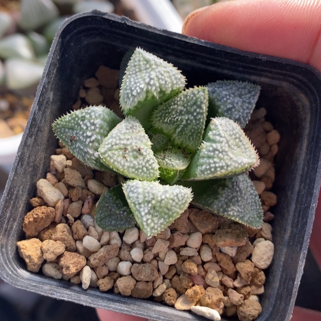 A***12643 一颗福利。   