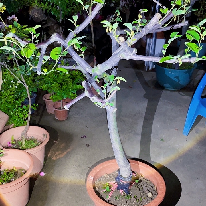 梦***膀完全开放果树88888