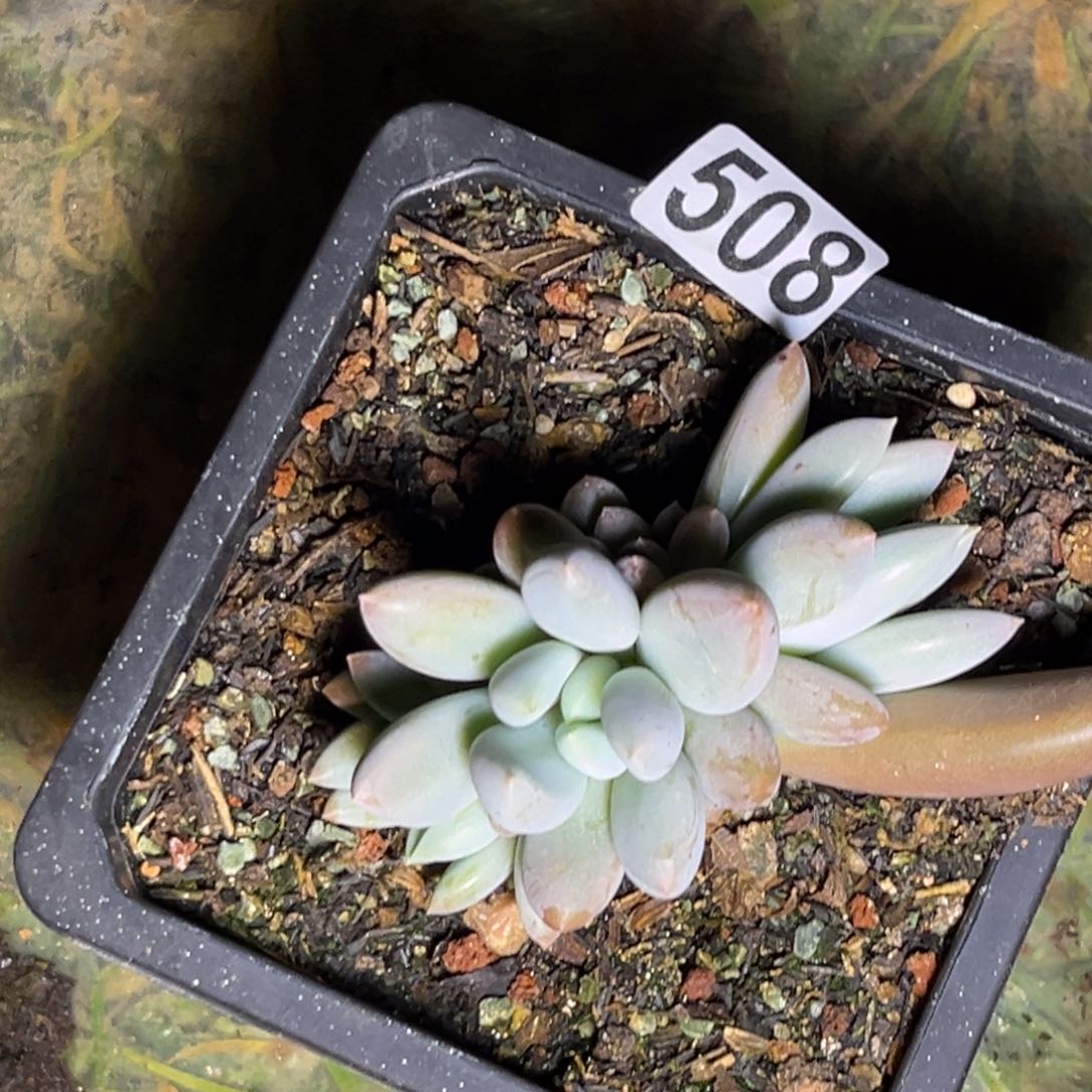 多肉植物哥特群508