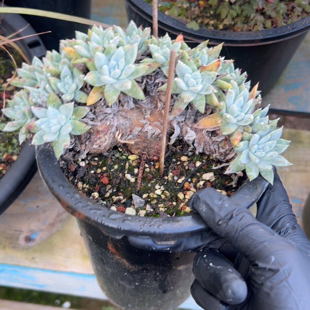 板子瑞吉娜～一物一拍774