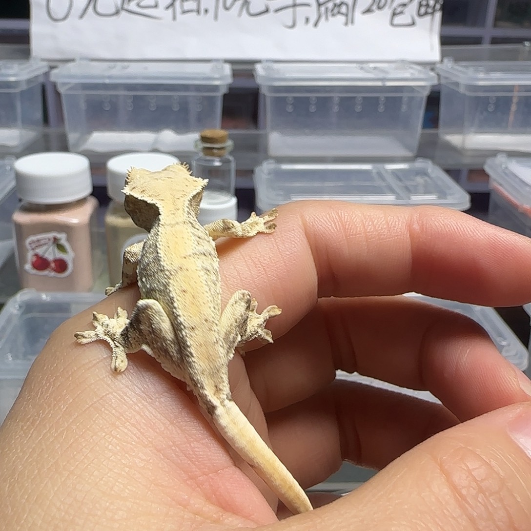 睫角守宫满纹莉莉白小小亚