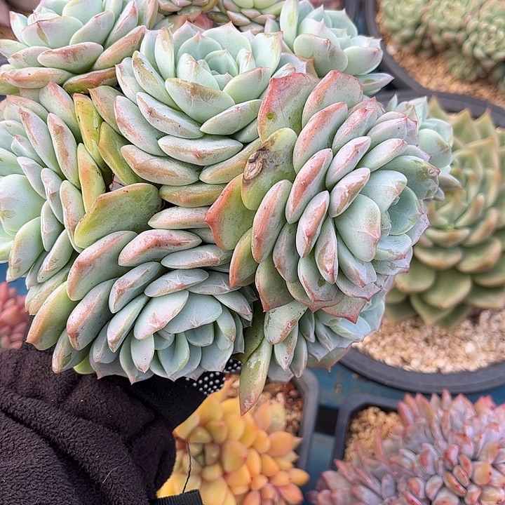 多肉植物一物一拍