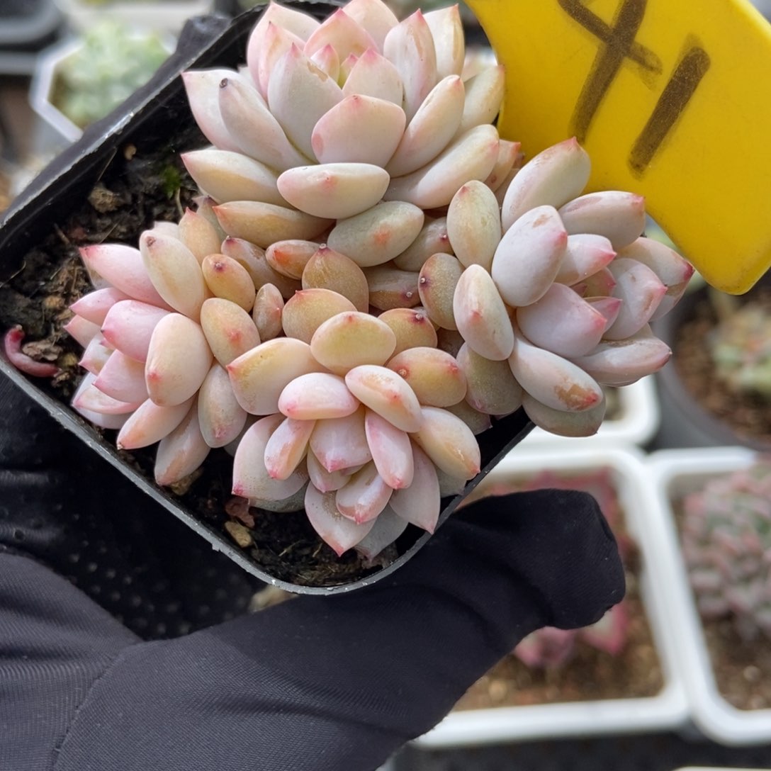 541玉芙蓉多肉植物保护