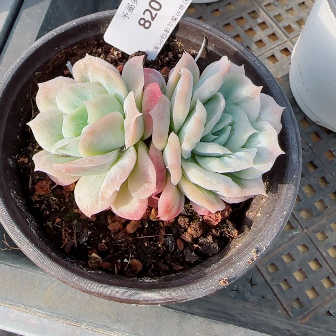 泡泡纱裙，8201多肉植物