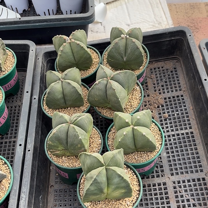 四角鸾凤玉加仑盆随机一盆 新年漏