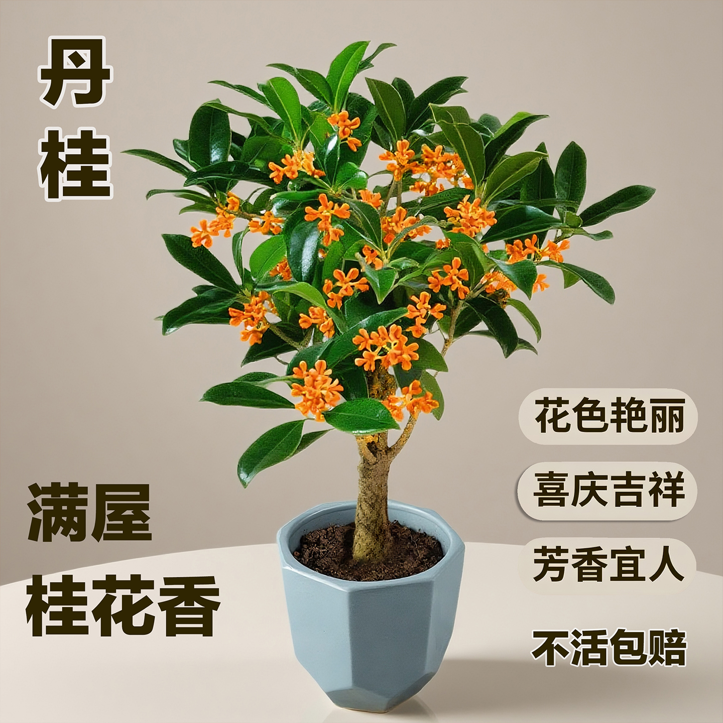 丹桂八月红色朱砂桂花树苗正宗室内矮株老桩盆栽地栽水培