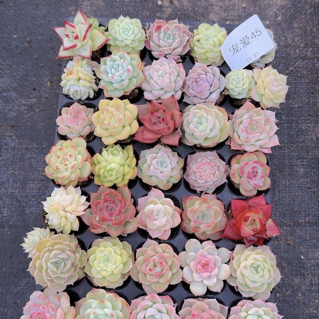 直播福利一物一拍45