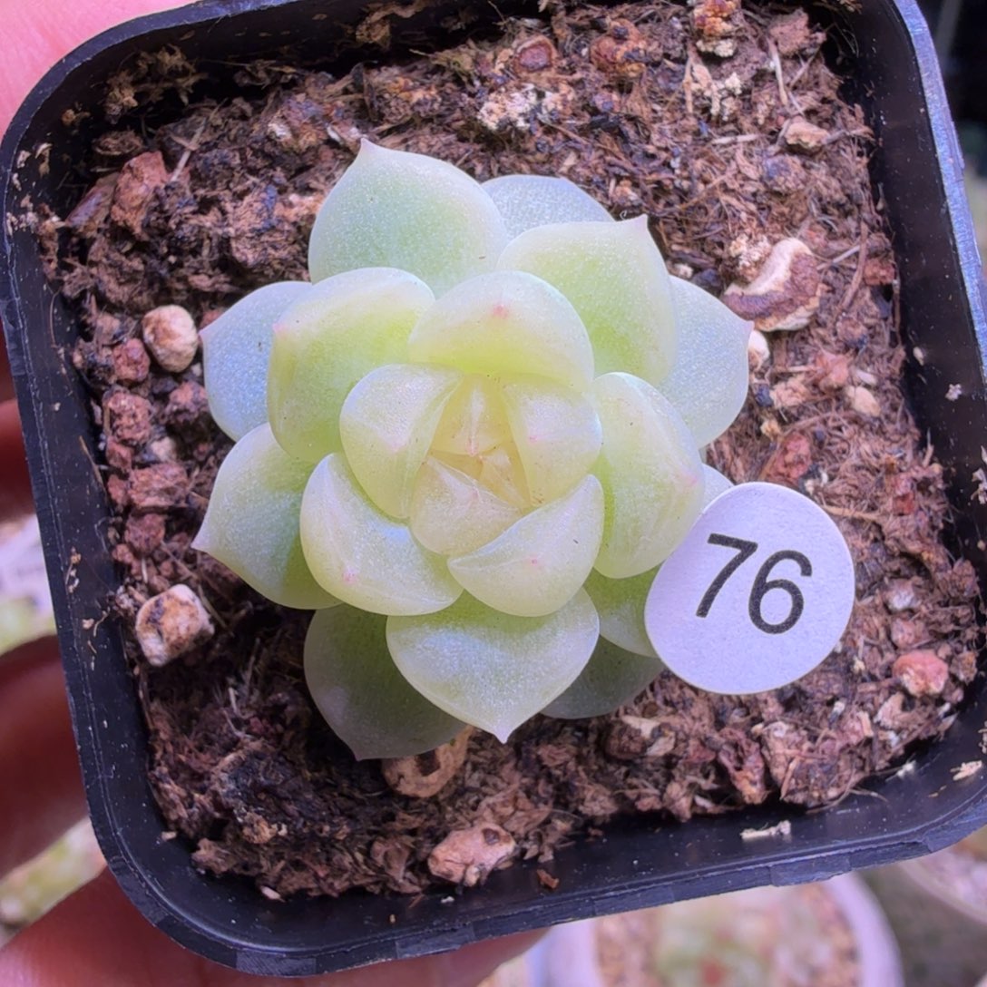 大***盈76号财富密码一物一拍