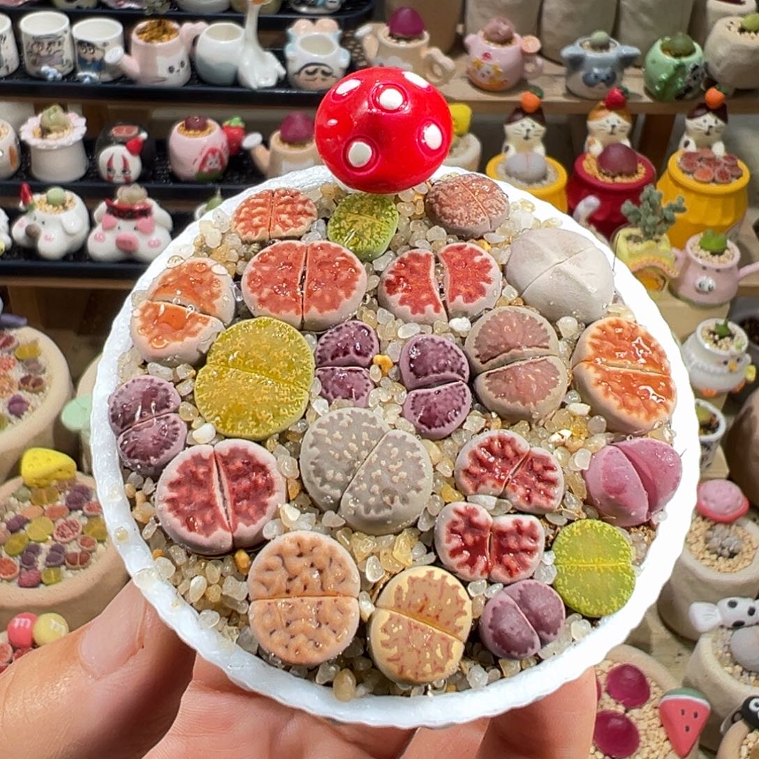 多肉植物25号彩色