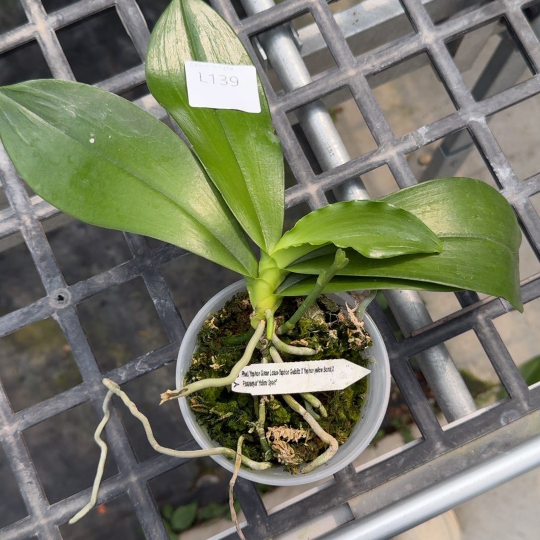 当前无花栽培后可以开花l139 3寸 瑕疵