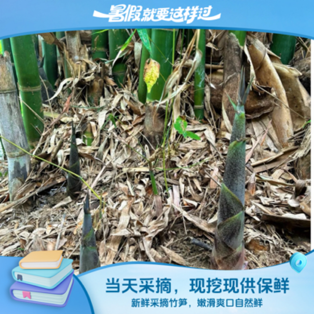 四川南充新鲜现挖带壳本地竹笋大头麻竹笋当季可做酸笋产地直供